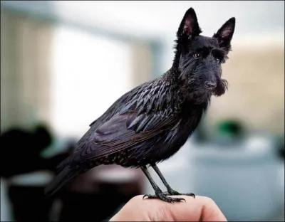 Trouvez l'oiseau cach !