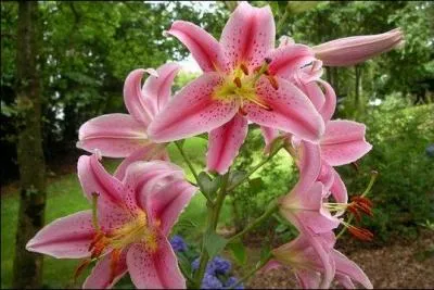 Sentez les mes des glantines, les haleines fleuries des lys, les fragrances des roses, et osez une comparaison. En quoi allez-vous transformer votre jardin ?