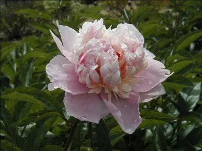 Ces fleurs sont frquemment roses, parfois rouges, blanches. Elles illuminent les jardins, embaument l'air, portent  la rverie.
