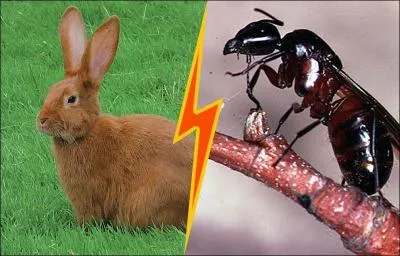 En moyenne, le lapin vit-il plus ou moins longtemps que la reine des fourmis ?
