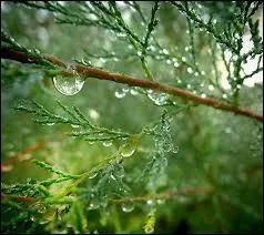 La dixime porte un nom ravissant, c'est la dewberry, dew signifiant rose. Quelle est donc cette baie de la rose qui pousse de faon sauvage ?