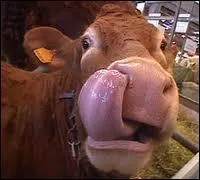 La quinzime est nomme cowberry, ou baie de la vache, car cow signifie vache. Quelle est cette baie qui sort souvent sur nos tables  Nol pour son got acidul ?