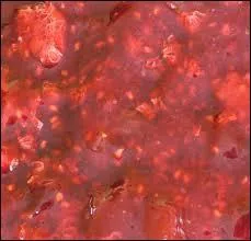 La dix-septime porte le nom amusant de mooseberry, et elle est le fruit de la viorne comestible, qu'on appelle aussi pimbena ! Comme c'est introuvable ou presque, je vous demande ici plutt ce que signifie  moose  ?