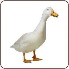 La cinquime porte un nom charmant, la gooseberry, goose signifiant oie. Qu'est donc la gooseberry, ou la baie de l'oie ?