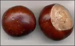 Couleur de la terre, des troncs d'arbres et de la fourrure de certains animaux ! Les habitants de cette commune sont :