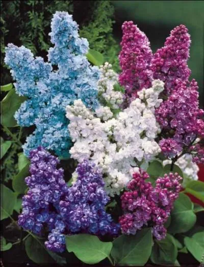 Arbustes à petites fleurs odorantes dont la couleur varie selon les espèces et les variétés ! Quel est le nom des habitants de cette commune ?