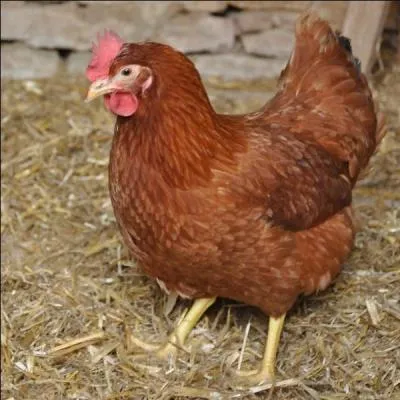 Couleur de cette jolie poule fermière, championne de la ponte, que vous trouverez peut-être dans le Jura ! Comment nomme-t-on les habitants de cette commune ?