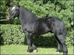 La race de ce cheval est ...