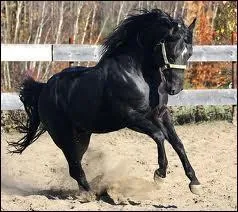 La race de ce cheval est ...