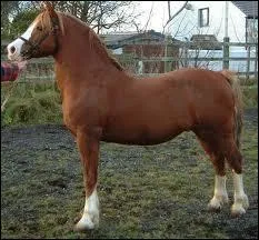 Et cette race de poney, c'est...