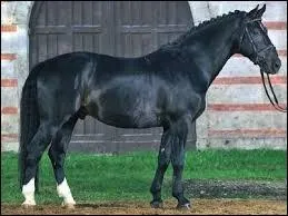 La race de ce cheval est...