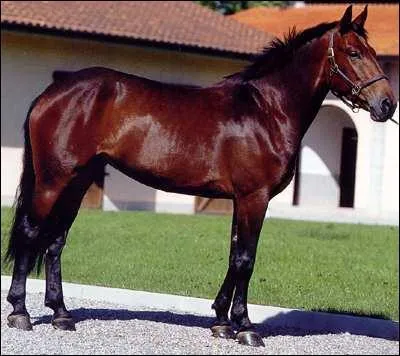La race de ce cheval est...