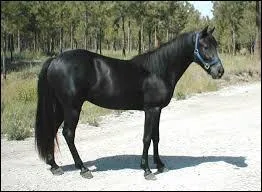 La race de ce cheval est...