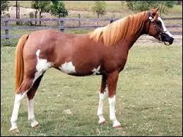 Quel est le nom de cette robe ?