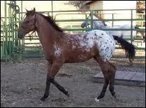 Quel est le nom de cette robe ?