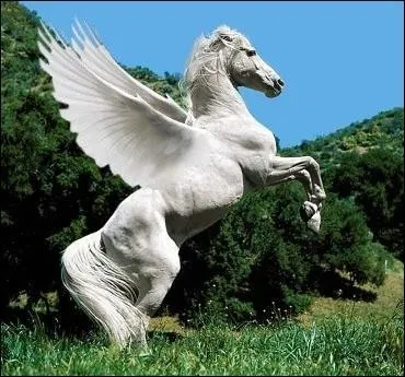 Quel est le nom de ce cheval ?