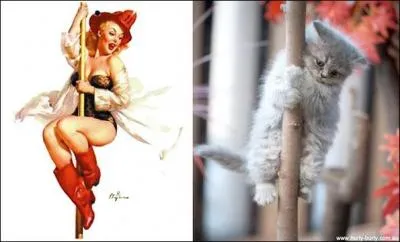 De Chateaubriand : J'aime dans le chat cette indiffrence avec laquelle il passe des salons ...