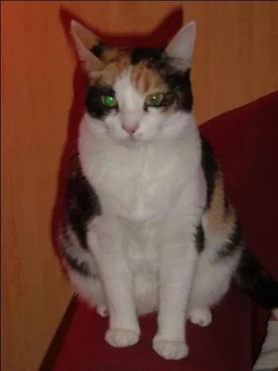 Comment appelle-t-on les habitants de la commune reprsente par ce flin tricolore ?