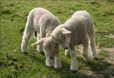 Quel est le gentil de la commune reprsente par ces jeunes ovins ?