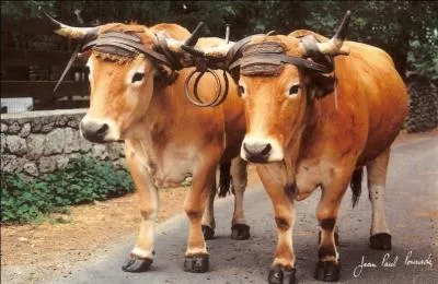 Les Reboyeux et Reboyeuses habitent  :