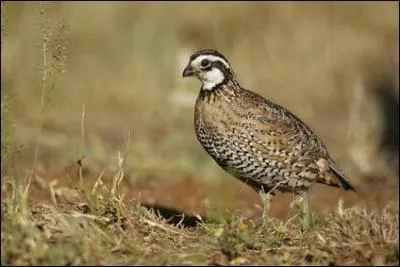 Quel est le gentil de la commune reprsente sur la photo ?