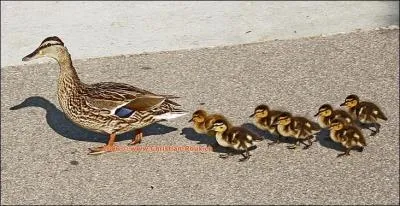 Comment s'appellent les habitants de cette commune ?