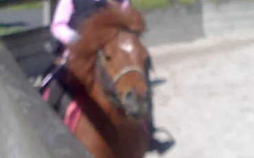 Quiz Poneys