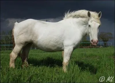 Un poney blanc a la robe...