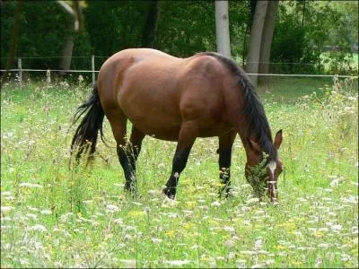 On va chercher le cheval au pr...