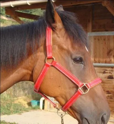 Lorsqu'un licol est bien ajust  la tte du cheval...