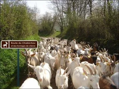 Dans quelle région française peut-on emprunter la Route du chabichou ?