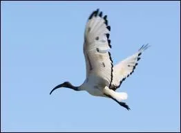 Pourquoi l'gyptien tait-il merveill en contemplant le vol de l'ibis ?