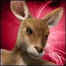 Combot peut avoir les yeux jaunes.