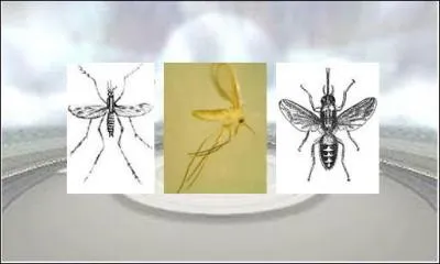 Une fois le discours termin, les choses srieuses commencent pour Gramm. Il doit choisir son vecteur pour initier ses aventures afin de pouvoir l'tudier. Il opte pour le phlbotome, le vecteur de la leishmaniose. 
Quelle est la dfinition d'un vecteur ?