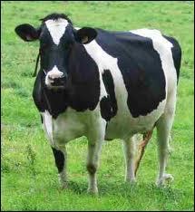 Si tu connais bien les personnages Disney, alors tu connais le nom de cette vache !