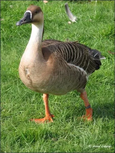 Il parat qu'il est chanceux et que tout lui russit !