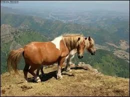 Ce cheval est de race :