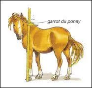 Le cheval le plus grand du monde est le :