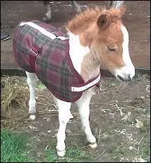 Ce cheval est de race :