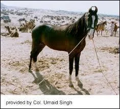 Ce cheval est de race :