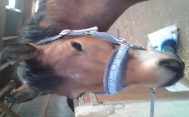 Quiz Poneys