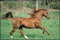 Comment s'appelle la robe d'un cheval marron ?