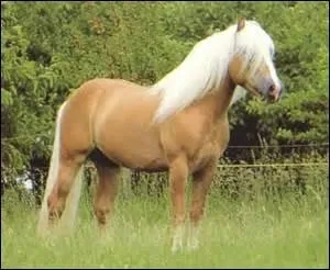 Comment s'appelle la robe d'un cheval  dor   la crinire et la queue blanches ?