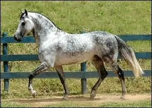 Comment s'appelle la robe d'un cheval gris avec des taches noires sur la croupe et sur les membres ?
