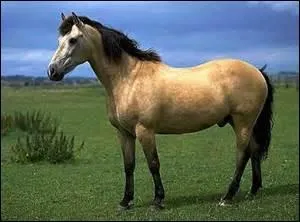 Comment s'appelle la robe d'un cheval  dor' avec la crinire et la queue noires ? 
