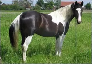 Comment s'appelle la robe d'un cheval tachet de noir et de blanc ?