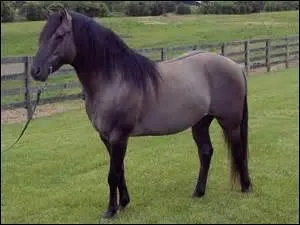Comment s'appelle la robe d'un cheval gris avec la crinire noire ?