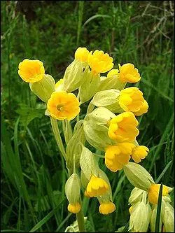 Quel est l'autre nom de cette jolie fleur que l'on appelle communment  coucou  ?