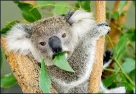 Qui sont les deux peluches de la maison ?