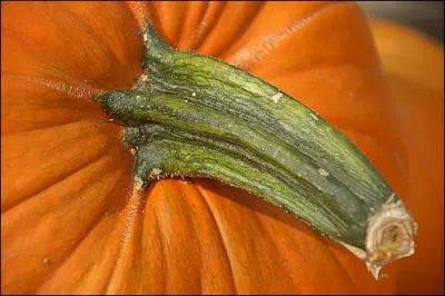 Pas facile à différencier de loin, mais de près...